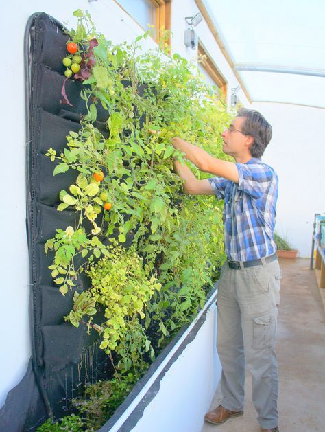 Stephen Schofield of Eden Green Walls. Humber By Nature. Solar Aquaponic Greenhouse, Florafelt System Aquaponic Greenhouse, Vertical Vegetable Garden Design, Vegetable Garden Planters, Vertical Garden Systems, Kebun Herbal, Eden Green, Panels Design, Taman Diy, Vertical Vegetable Gardens