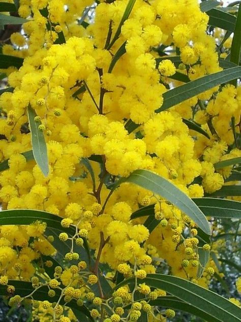 Acacia nilotica, or the common names gum arabic tree, Babul/Kikar, Egyptian thorn, Sant tree, Al-sant or prickly acaci, also called thorn mimosa or prickly acacia in Australia; Scented thorn in South Africa; karuvela maram in South India, is a species of Vachellia native to Africa, the Middle East and the Indian subcontinent. It is also currently an invasive species of significant concern in Australia. (Wattle tree) Wattle Tree Australia, Australian National Flower, Australian Spring Flowers, Australia National Flower, Golden Wattle Flower, Winter Flowers Australia, Australian Flower Garden, Australian Native Flora, Acacia Pycnantha