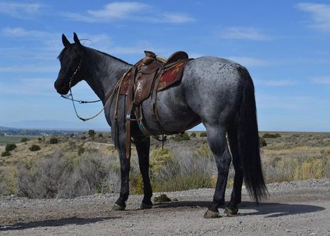 American Quarter Horse Blue Roan, Blue Roan Quarter Horse Stallion, Blue Roan Horse Quarter, Blue Roan Thoroughbred, Quarter Horse Blue Roan, Horses Blue Roan, Horse Blue Roan, Roan Quarter Horse, Blue Roan Quarter Horse