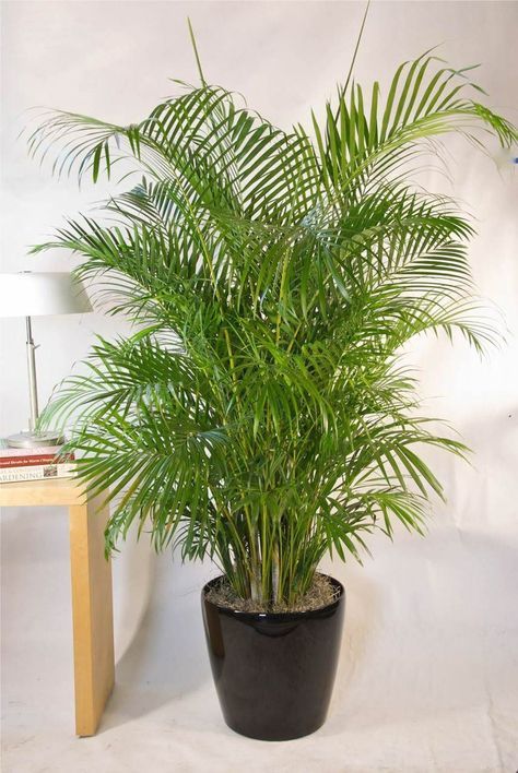 EASY MAINTENANCE: No need to water to keep alive and healthy, the fake plant will look great all year round. Can be wiped clean with a damp cloth. Golden Cane Palm, Dypsis Lutescens, Indoor Palms, Kentia Palm, Areca Palm, Palm Plant, Best Indoor Plants, Bathroom Plants, Decoration Plante