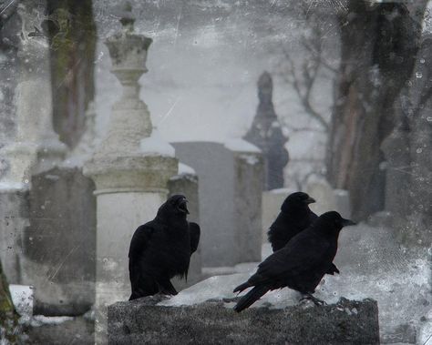 Crows, Cemetery, Birds, Stone, Black