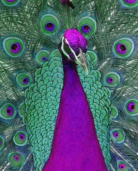 Purple Peacock Feather, Peacock Feather Art, Peacock Canvas, Peacock Photos, Dark Purple Flowers, Melting Glass, Peacock Pictures, Peacock Wall Art, Purple Peacock