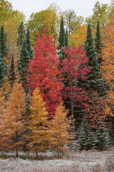 Two seasons crashing in the Upper Peninsula of Michigan - Fall/Winter Fall In Michigan Upper Peninsula, Upper Peninsula Michigan Fall, Michigan Living, Michigan Trees, Fall Michigan, Michigan Fall, Michigan Winter, Upper Peninsula Michigan, Upper Peninsula