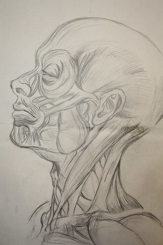 Anatomical Body Drawing, Muscle Face Drawing, Anatomical Drawings Sketches, Face Muscles Anatomy Drawings, Anatomical Drawings Medical, Muscle Texture, Muscle Anatomy Art, Anatomy Drawing Medical Art, Anatomy Study Reference