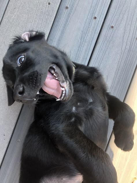 Black Lab Puppies Aesthetic, Black Puppy Aesthetic, Black Puppies, Black Lab Puppy, Black Labrador Puppy, Labrador Black, Labrador Noir, Black Labs Dogs, Black Puppy