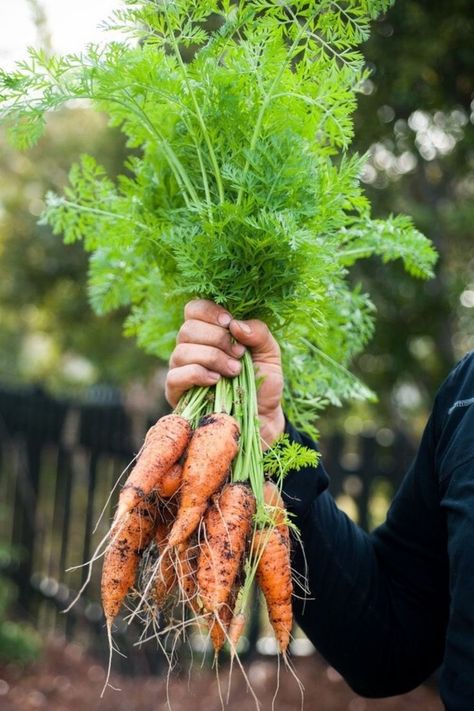 Carrots Carrots In Garden, Carrots Growing, How To Plant Carrots, Wild Carrot, Growing Carrots, Seed Box, Daucus Carota, Root Vegetable, Houses Design