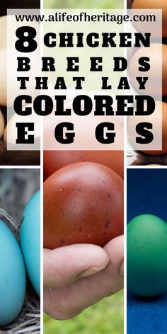 Different Color Chicken Eggs, Wellsummer Chicken Egg, Best Chicken Breeds For Eggs, Colored Eggs Chickens, How Many Chickens Do I Need For Eggs, Egg Colors By Breed, Chicken Breeds And Egg Color, Chicken Egg Colors And Breeds, Laying Hens Breeds