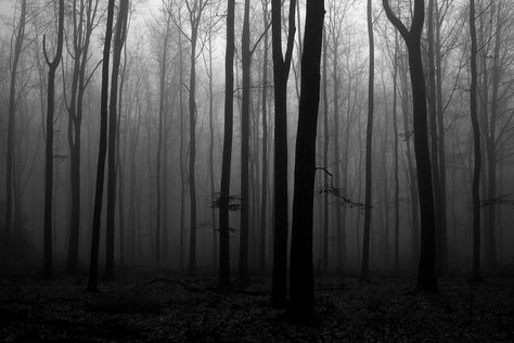 creepy forest | Arash Khames | Flickr Fb Background, Creepy Forest, Fairycore Wallpaper, Creepy Backgrounds, Forest Drawing, Arte Ninja, Wiccan Decor, Photos For Facebook, Forest Background