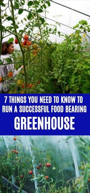 Greenhouse 101, Greenhouse Tips, Garden Techniques, Regrow Vegetables, Greenhouse Vegetables, Brunswick House, Greenhouse Farming, Diy Greenhouse Plans, Best Greenhouse