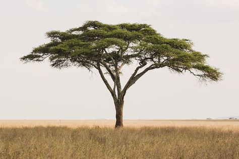 Africa Trees, Jungle Safari Nursery, African Tree, Jungle Decorations, Tree Photos, Acacia Tree, Plants Are Friends, Unique Trees, Fantasy Aesthetic