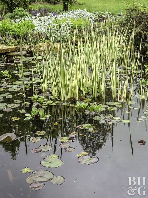 pond with variegated acorus Mini Aquascape, Woodland Landscaping, Acorus Calamus, Aqua Garden, Small Water Gardens, Water Garden Plants, Wildlife Pond, Pretty Water, Bog Plants