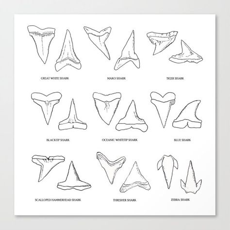 Different Shark Teeth, Shark Tooth Outline, Great White Shark Tooth Tattoo, Shark Tooth Tattoo Small, Shark Teeth Drawing, Matching Shark Tattoos, Shark Tooth Drawing, Vacation Tattoos Small, Shark Teeth Tattoo