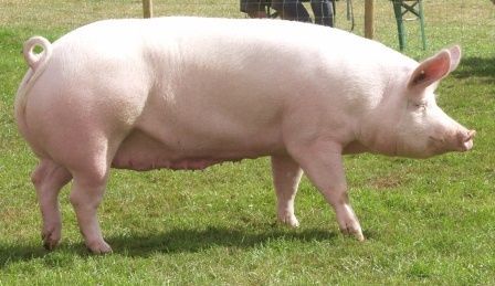 4 Best Pig Breeds for Commercial Pig Farming Large White Pig Breed, Large White Pig, Funny Dog Pics, Horse House, Pig Breeds, White Pig, Vanilla Plant, Big Pigs, Pig Farm