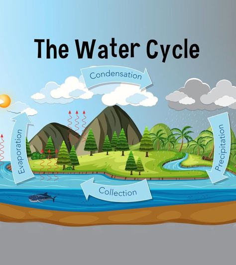 Water Cycle For Kids: Diagram, Information, Facts, And Activities Water Cycle Lessons, Water Cycle Model, Water Cycle For Kids, Water Cycle Project, Water Cycle Diagram, Water Cycle Activities, Water Cycle Worksheet, Water Lessons, Cycle Drawing