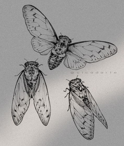 Creative Tattoos Ideas, Cicada Drawing, Art Tattoo Sketch, Cicada Art, Cicada Tattoo, Line Tattoo Ideas, Bug Tattoo, Insect Tattoo, Handpoke Tattoo