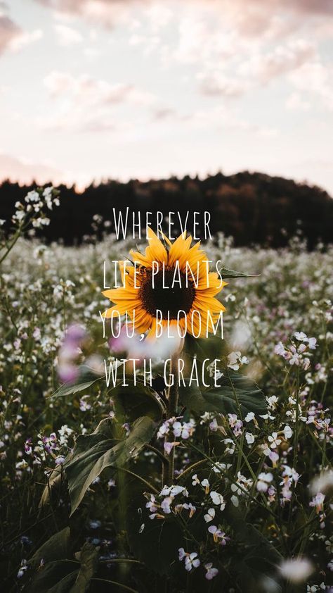 #quotes #sunflower #sunset Sunflower Wallpaper With Quote, Sunflower Motivational Quotes, Sunflower Quotes Happiness, Quotes With Sunflowers, Sunflower Quotes Inspirational, Sunflower With Quote, Frühling Wallpaper, Apple Watch Custom Faces, Sunflower Iphone Wallpaper