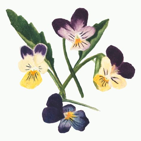 Purple yellow pansy flower vector botanical illustration watercolor, remixed from the artworks by Mary Vaux Walcott | premium image by rawpixel.com / nap Old Botanical Illustration, Vintage Decorations, Plant Fungus, Free Illustration Images, Pansies Flowers, Violet Flower, Floral Prints Art, Botanical Drawings, Plant Illustration