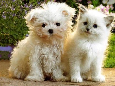 How adorable!  Two peas in a pod! Cat And Dog Photos, Cute Puppies And Kittens, Kitten Wallpaper, Maltese Dogs, Kittens And Puppies, Puppy Pictures, Cute Kittens, Cute Cats And Dogs, Happy Thursday