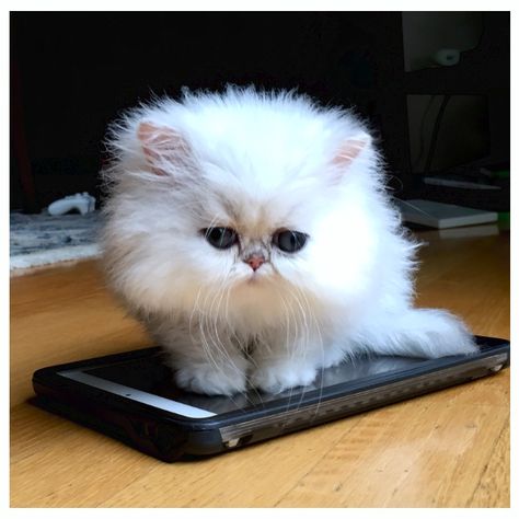 Teacup Kittens For Sale, Teacup Persian Cats, Persian Cats For Sale, Teacup Persian Kittens, Teacup Kitten, White Persian Kittens, Persian Kittens For Sale, Purebred Cats, Teacup Cats