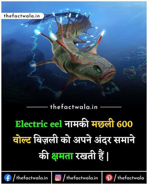 Top 10 Facts In Hindi, Universe Facts In Hindi, Top 10 Amazing Facts In Hindi, Animal Facts In Hindi, Unbelievable Facts Did You Know, Electric Eel Fish, New Facts In Hindi, Gk Knowledge In Hindi, Fact Hindi