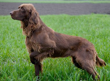 German Long-haired Pointer Puppy Dog [Chien d'arret Allemand à Poil Long / Deutsch Langhaar / Deutscher Langhaariger Vorstehhund] Modern Dog Toys, German Longhaired Pointer, Pointer Puppy, German Pointer, Wirehaired Vizsla, German Dog Breeds, Dog Breeds Pictures, Athletic Dogs, Pointer Puppies