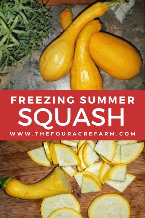 Canning Yellow Squash, Freezing Yellow Squash, Frozen Squash, Freezing Squash, Summer Squash Recipes, Yellow Squash Recipes, Frozen Summer, Yellow Summer Squash, Meatless Main Dishes