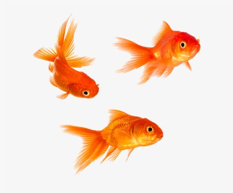 Goldfish Tattoo, Transparent Fish, Fish Icon, Arte Grunge, Fish Vector, Png Aesthetic, Animal Magic, Png Icons, Ap Art