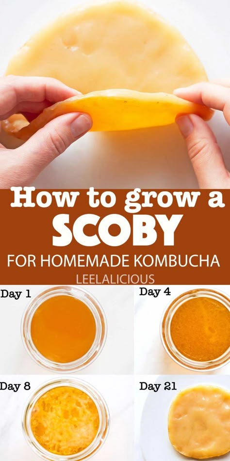 How to Make a Scoby for Kombucha » LeelaLicious Kombucha Flavors Recipes, Fermented Vegetables Recipes, Diy Kombucha, Resep Vegan, Recipes Chili, Kombucha Flavors, Pasta Bread, Kombucha Scoby, Cake Pizza