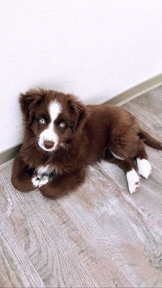 Red Aussie, Mini Australian Shepherd Puppies, Mini Aussie Shepherd, Miniature Aussie, Cutest Dog Breeds, Miniature Australian Shepherd Puppies, Mini Australian Shepherd, Mini Australian Shepherds, Miniature Australian Shepherd