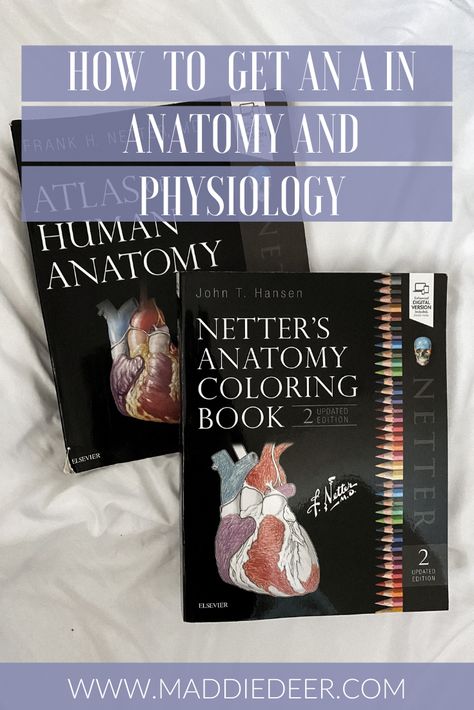 Tips for pre-nursing students! How to get an A in Anatomy and Physiology. A&P can be a hard class, here's how to pass! Studying For Anatomy And Physiology, How To Study For Anatomy, Studying Anatomy And Physiology Tips, How To Pass Anatomy And Physiology, How To Study Anatomy And Physiology, A&p Notes, Anatomy And Physiology Notes Study Nursing Schools, Anatomy Help Study, Pre Nursing Student Tips