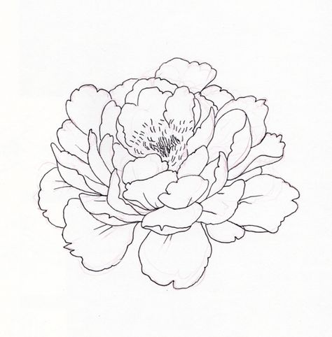 Peony Line Drawing, Ako Kresliť, Peony Drawing, Flower Line Drawings, Outline Drawing, Flower Sketches, Floral Drawing, Tattoo Outline, Outline Drawings