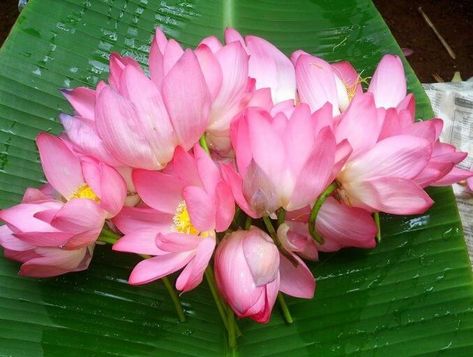 Benefits of Offering Flowers to God பூஜைக்குரிய ��மலர்கள் Pooja Flowers வானை நோக்கி வளர்கிறது மரம். அது ஒளியின் மீது கொண்ட நாட்டத்தின் அழகான குறியீடு மலர். ஒவ்வொரு மலருக்கும் ஒரு நிறம் உண்டு, மணம் உண்டு. அதேபோல் ஒவ்வொரு மலருக்கும் தனித்தனிக் குணம் உண்டு என்கிறது ஆன்மிகம். நமது உடலுக்குப் பலமும்,... Continue Reading → Pooja Flowers, Plant Notes, Giant Roses, Aries Zodiac Facts, Red Lotus, Happy Married Life, Marigold Flower, Mother Goddess, Hardy Perennials