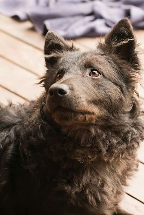 Beautiful Brown (Barna) Mudi Mudi Dogs, Mudi Dog, Dog Aesthetics, Most Beautiful Dog Breeds, Mutt Dog, Rare Dogs, Most Beautiful Dogs, Herding Dogs, Purebred Dogs