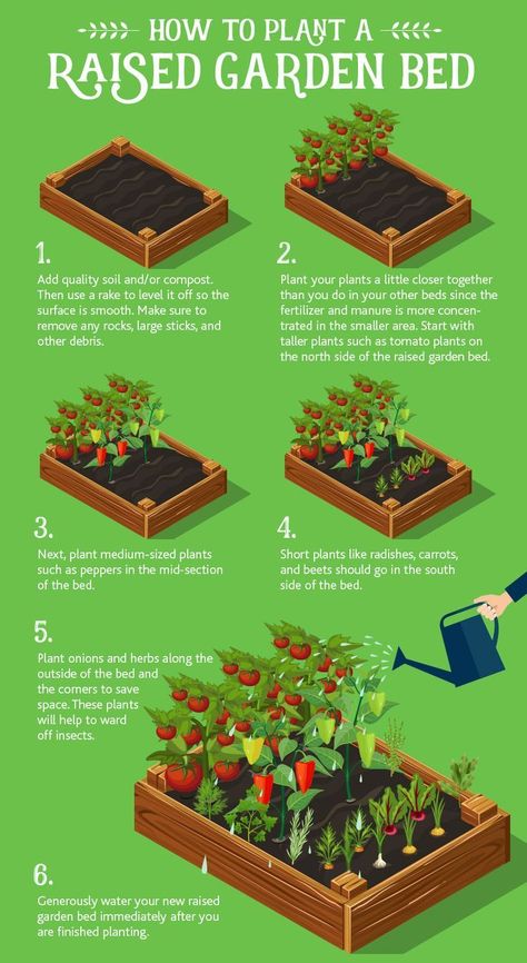 How to Plant a Raised Garden Bed Planting Raised Garden Beds, Modern Gardening, Kebun Herbal, Beds Diy, Raised Vegetable Gardens, Vegetable Garden Raised Beds, Vegetable Garden Planning, Diy Raised Garden, Backyard Vegetable Gardens