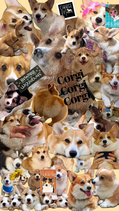 Puppy Cute Wallpaper, Puppy Cute, Cute Wallpaper, Corgi Puppy, Created By, Dogs