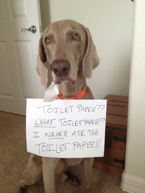 Dog Shaming Photos, Dog Shaming Funny, Cat Shaming, Animal Shaming, Weimaraner Dogs, Guilty Dog, Dog Shaming, Funny Dog Memes, Funny Dog Pictures