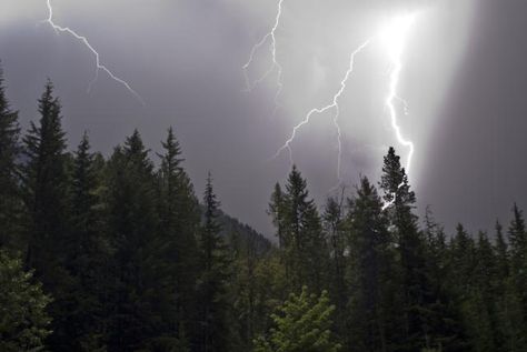 Lightning will strike twice! It can happen to trees multiple times.: Forest Lightning Strike Storm In Forest, Narrative Design, Lightning Safety, Alexandra Savior, Winter In Florida, Scene Tattoo, Horror Video, Lightning Strike, Canker Sore