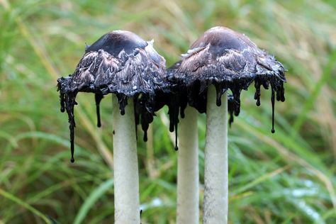 Top 10 Real Fungi Straight Out Of A Sci-Fi Movie - Listverse Inky Cap Mushroom, Puffball Mushroom, Lobster Mushroom, Badass Pictures, Mushroom Stock, Mushroom Species, Poisonous Mushrooms, Chicken Of The Woods, Orange Mushroom