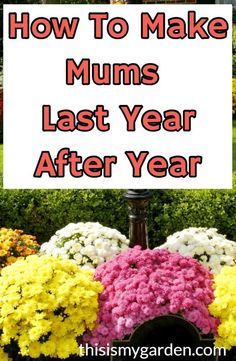 How To Make Mums, Hardy Mums, Potted Mums, Planting Mums, Garden Mum, Mums Flowers, Overwintering, Garden Wallpaper, Wildflower Garden