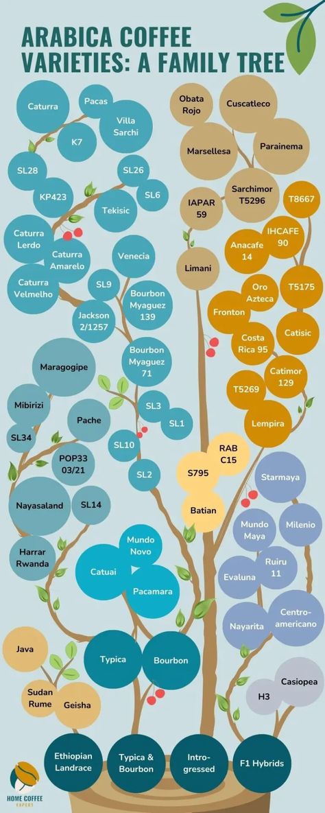 Coffee Bean Plant, Coffee Information, Coffee List, Coffee Cherry, Coffee Grain, Types Of Coffee Beans, Grow Garden, Robusta Coffee, Coffee Infographic