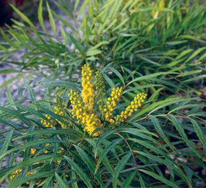 'Soft Caress' Mahonia Soft Caress Mahonia, Foundation Plants, Ornamental Shrubs, Sunset Western, Western Garden, Dry Shade Plants, Plant Library, Southern Living Plant Collection, Shed Landscaping