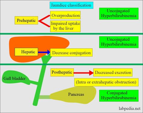 Liver Function Test Interpretation, Gilbert's Syndrome, Prothrombin Time, Quadrants Of The Abdomen, Liver Function Test, Clinical Laboratory, Medical Dictionary, Liver Function, Preventative Health