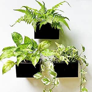 LaLaGreen Wall Planter - 3 Pack, 6 Inch Wall Mount Planters for Succulents Black, Rectangular Hanging Metal Flower Pot, Long Window Boxes Fence Air Plants Holders Floating Garden Shelf for Deck Indoor Gardening Vertical, Planters For Succulents, Garden Shelf, Metal Wall Planters, Wall Mounted Planters, Vertical Wall Planters, Metal Flower Pots, Floating Garden, Garden Shelves