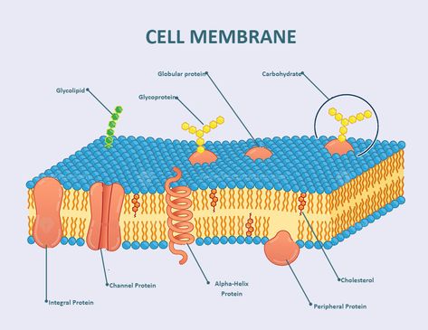 Cell Membrane Labeled Cell Membrane Diagram, Phospholipid Bilayer, Cell Membrane Structure, Membran Sel, Biology Diagrams, Science Diagrams, Eukaryotic Cell, Membrane Structure, Plasma Membrane