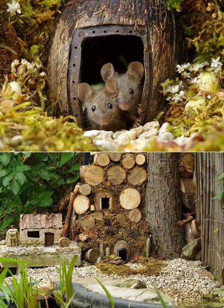 mouse house idea Miniature Village, Popular Book Series, Country Garden Decor, Mouse House, French Country Garden, Natural Pest Control, Gardening Books, Companion Planting, Country Gardening