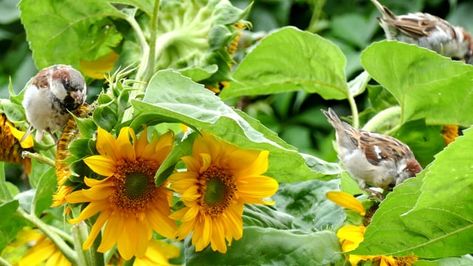 900+ Free Animal & Nature Videos, HD & 4K Clips - Pixabay Vogel Gif, Sunflower Plant, Deep Sleep Music, Planting Sunflowers, Music For Studying, Music Motivation, Calming Music, Flower Yellow, Nature Sounds