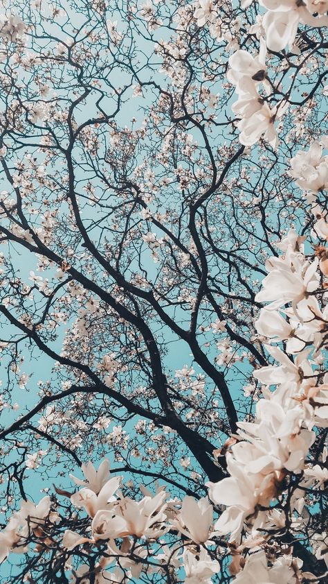 Wallpaper Iphone, Trees, Wallpapers, Tumblr, Iphone, Frame, Flowers, Blue, Instagram