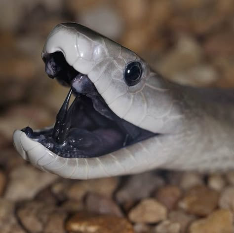 Get to know the black mamba – one of the word's deadliest snakes  — BBC Wildlife Magazine Black Mamba Aesthetic, Snake Reference, Black Mamba Snake, Wildlife Magazine, The Black Mamba, Aw Yeah, Black Snake, Black Animals, Hyena