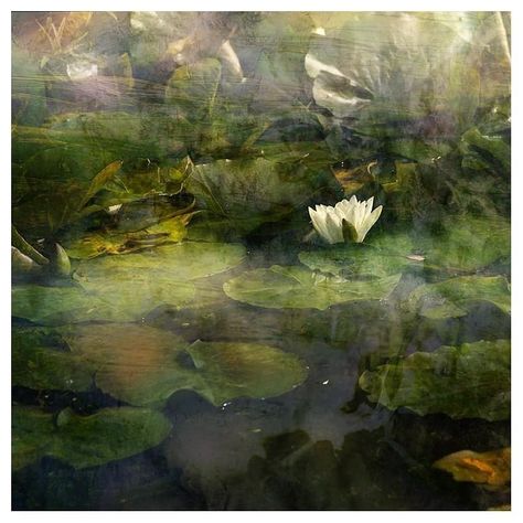 Jo Stephen | Water Lily #local #nature #omsystem #natureconnection | Instagram Money Water Lilies, Lily Artwork, Water Lilly, Water Lily, Water Lilies, Lily, Money, Water, Instagram