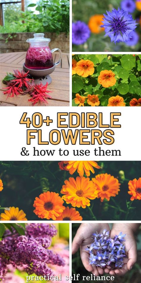 40+ Edible Flowers in your garden & how to use them! There are a surprising number of tasty edibles growing in most perennial flower beds. Beyond edible flowers, many (but not all) of these plants also have edible leaves, stems, and tubers too. Once you learn that common many common garden flowers are edible, you’ll never look at those formal flower plantings the same way. Edible Garden Flowers, Pretty Edible Garden, Edible Cottage Garden, Perennial Edible Plants, Edible Perennial Garden, Edible Wild Flowers, Edible Perennial Garden Ideas, Edible Plants Garden, Herbal Flower Garden